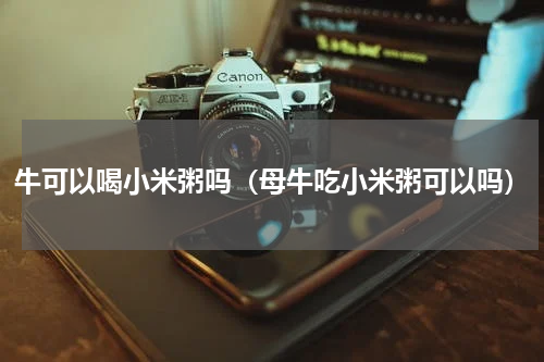 牛可以喝小米粥吗(母牛吃小米粥可以吗)