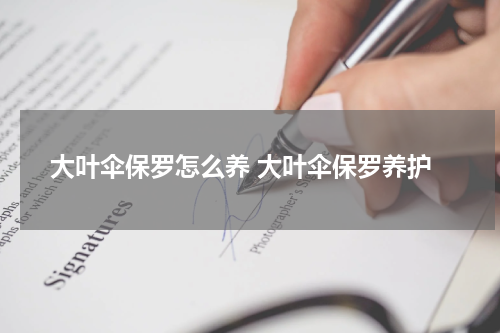 大叶伞保罗怎么养 大叶伞保罗养护